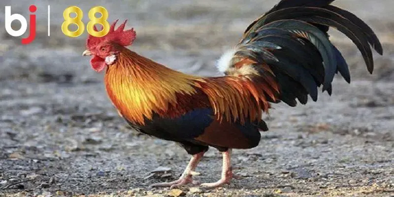 Các màu mệnh gà phổ biến nhất hiện nay