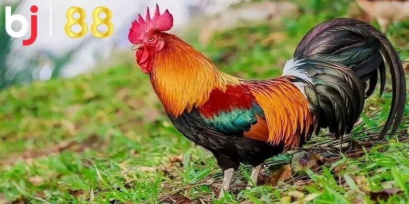 Hiểu về màu mạng gà đá có ý nghĩa quan trọng