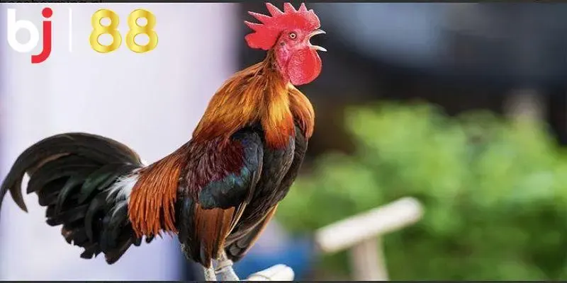 Màu Mạng Gà Đá - Mẹo Chọn Chiến Kê Hợp Mạng - Dễ Thắng Cùng BJ88