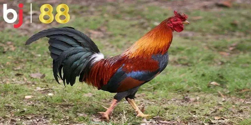 Mỗi màu sắc có những ý nghĩa riêng biệt