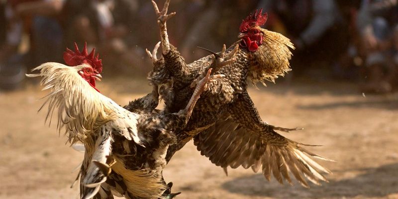 Tổng hợp thông tin về đá gà nòi trực tiếp GO99